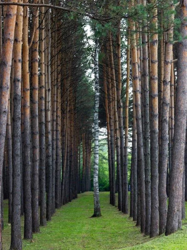 It Takes A Forest To Raise A Tree