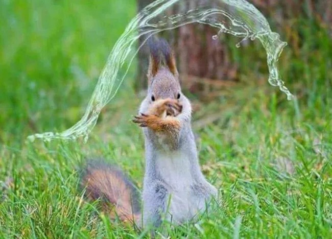 Squirrel Ready For Some Kung-Fu